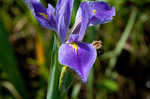 Giant blue iris